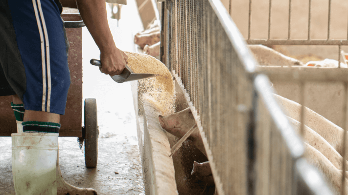 MaxFerm Pro Futterung Schweine