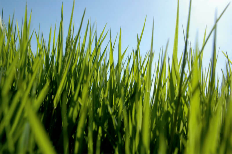 Gras HAE DSC 9267 091214 Kopie e1629222719575