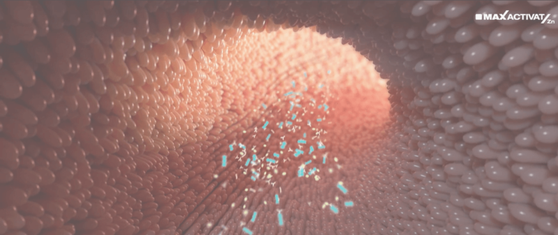 NEWS MAXACTIVATZn Header 1
